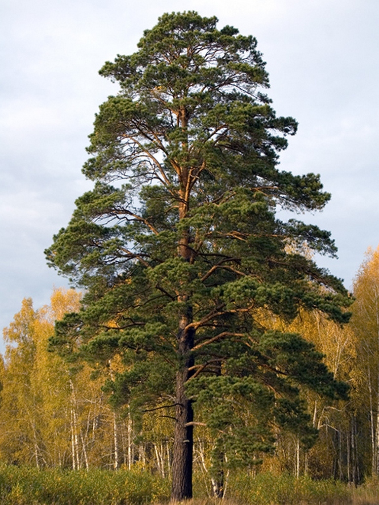 Где Купить В Челябинске Деревья