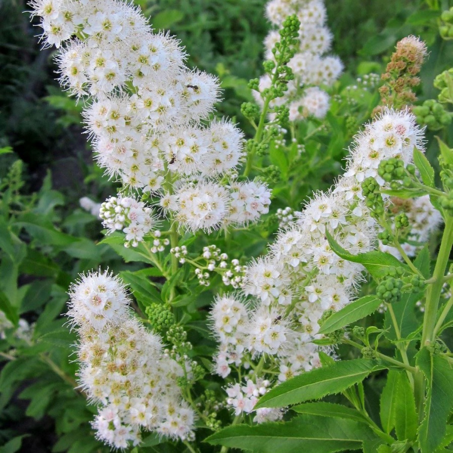 Спирея, купить саженцы в Минске